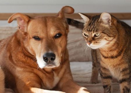 Vetirus Pharmaceuticals Partners with Immune Propulsion to Advance Novel Immunotherapy for Companion Animal Cancer